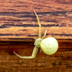 Misumenops rubrodecoratus