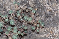 Psammotropha