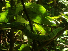 Trimeresurus sumatranus