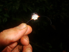 Macracantha
