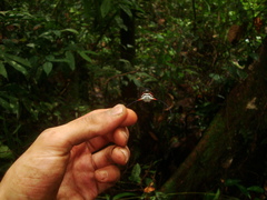 Macracantha
