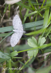 Eupithecia satyrata