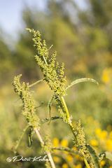 Rumex longifolius