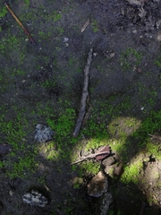 Bryophyta