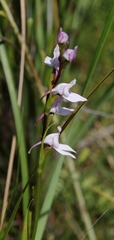 Brownleea recurvata