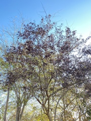 Microlobius foetidus