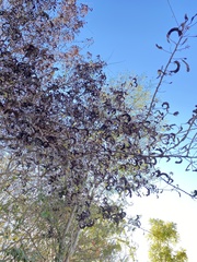 Microlobius foetidus