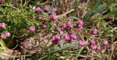 Erica cooperi