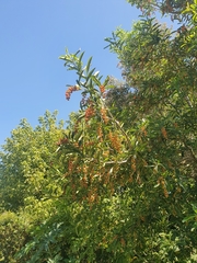 Citharexylum montevidense