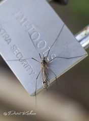 Nephrotoma pratensis