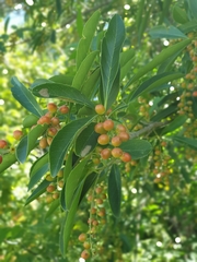 Citharexylum montevidense