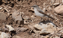 Muscisaxicola cinereus