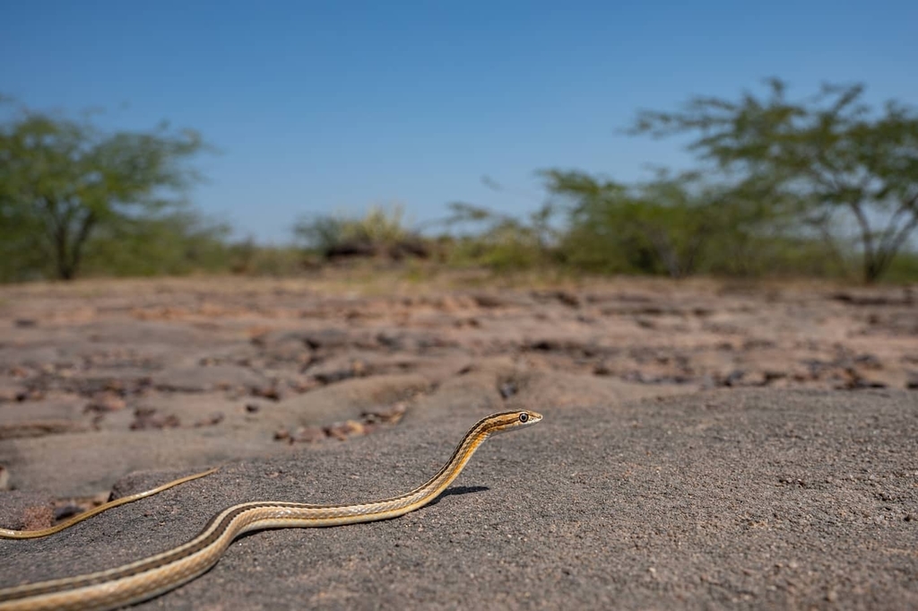 Leith's Sand Snake