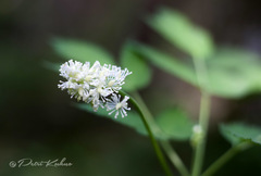 Actaea spicata