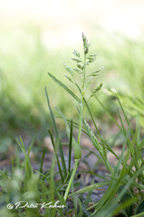 Poa annua