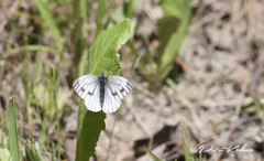 Pieris napi
