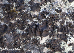 Umbilicaria polyphylla