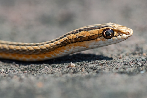 Photo of a Leith's Sand Snake (Psammophis leithii)