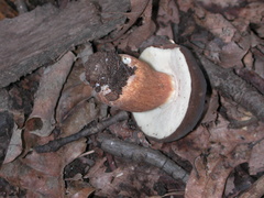 Boletus variipes