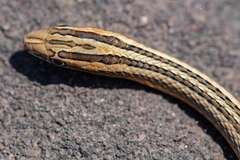 Psammophis leithii