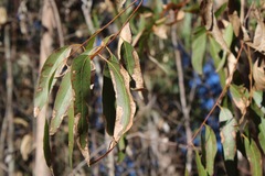 Pseudosydowia eucalypti