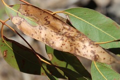 Pseudosydowia eucalypti