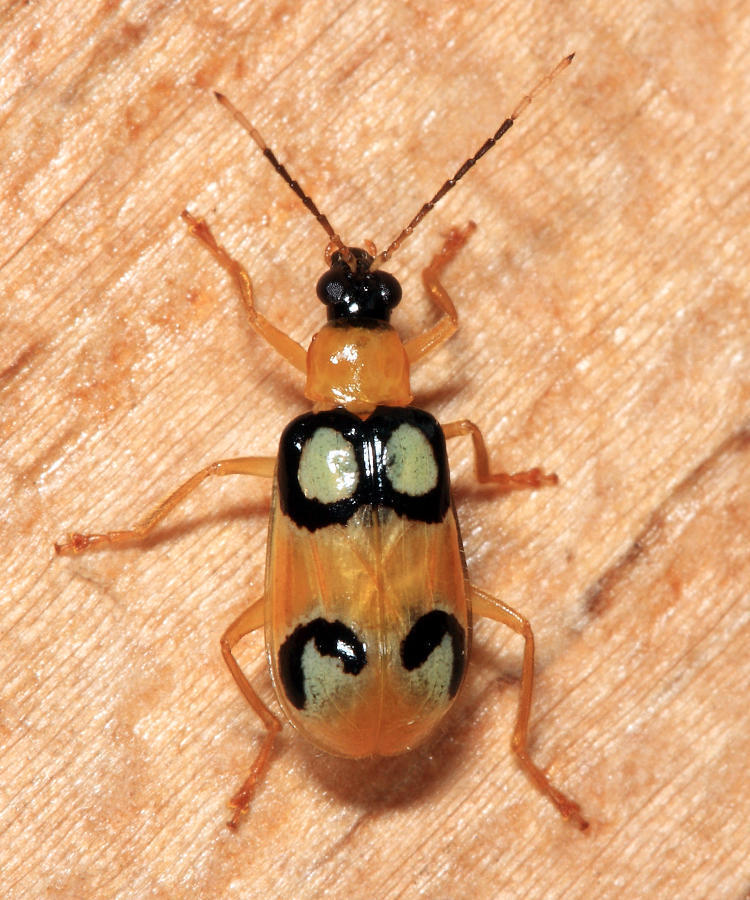 Diabrotica bioculata