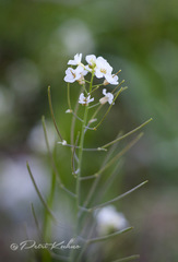 Arabidopsis suecica