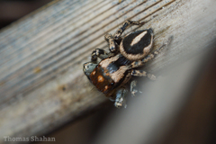 Habronattus delectus