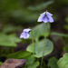 Alpine Marsh Violet - Photo (c) Petri Kuhno, some rights reserved (CC BY-NC), uploaded by Petri Kuhno