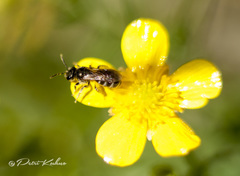 Halictus tumulorum