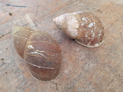 Megalobulimus popelairianus