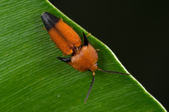 Pachyderes apicalis