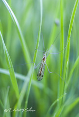 Nephrotoma cornicina