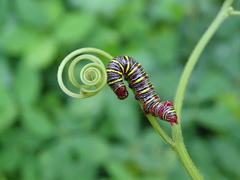 Didugua argentilinea