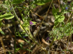 Carcharodus