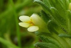 Parentucellia flaviflora