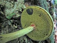 Caloboletus inedulis