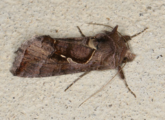 Chrysodeixis subsidens