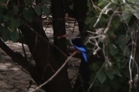 Halcyon leucocephala leucocephala