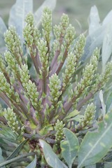 Cussonia paniculata
