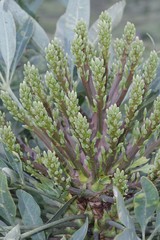 Cussonia paniculata