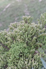Cussonia paniculata