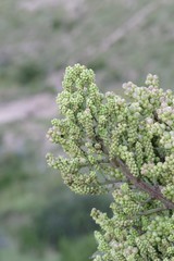 Cussonia paniculata