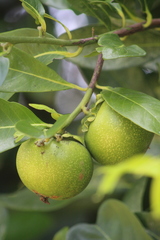 Diospyros nigra