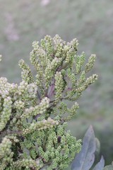 Cussonia paniculata