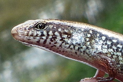 Riopa albopunctata