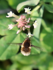 Bombylius medius