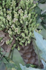 Cussonia paniculata