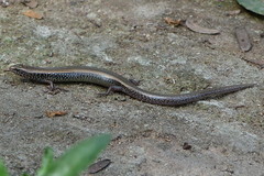 Riopa albopunctata